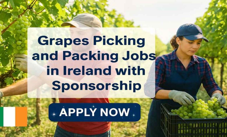 Grape Picking and Packing Jobs in Northern Ireland 2025 with Visa Sponsorship (£10.42/Hour)